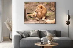 Plakat: Lew afrykański