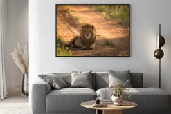 Plakat: Lew na porannym afrykańskiego drogi