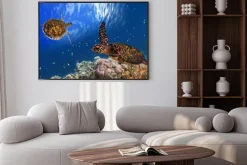 Plakat: Malediwach żółw morski pływający