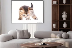 Plakat: Mały pręgowany kotek