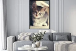 Plakat: Mały słodki kociak na zewnątrz