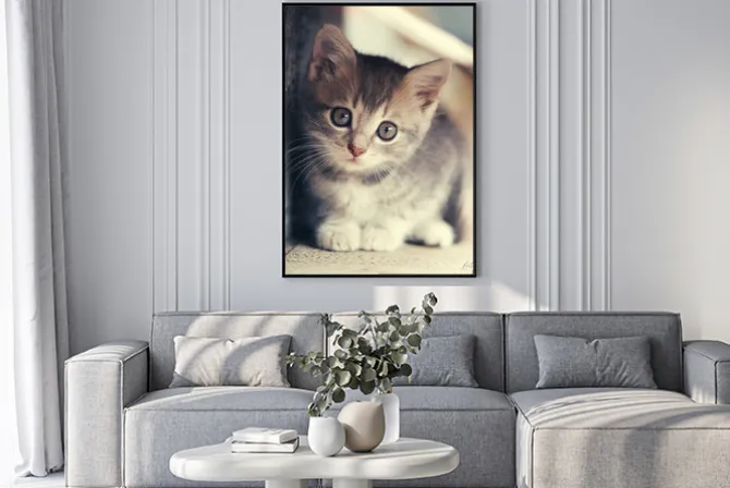 Plakat: Mały słodki kociak na zewnątrz