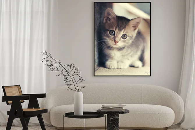 Plakat: Mały słodki kociak na zewnątrz