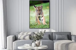 Plakat: Mały uroczy tygrys bengalski na nieostrym tle łąki