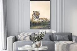 Plakat: Mężczyzna tiger odpoczynku