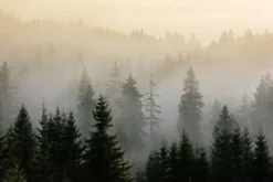 Plakat: Mglisty poranek nad sosnowym lasem