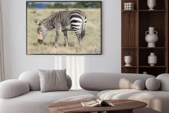 Plakat: Mountain zebra wypas