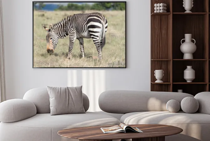 Plakat: Mountain zebra wypas