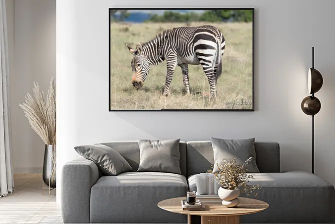 Plakat: Mountain zebra wypas