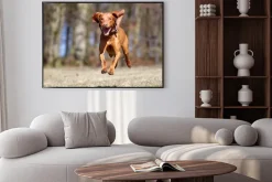 Plakat: Na zewnątrz kooikerhondje pies w naturze