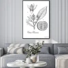 Plakat: Orange drzewa (citrus sinensis), botaniczne, rocznik wina