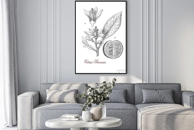 Plakat: Orange drzewa (citrus sinensis), botaniczne, rocznik wina