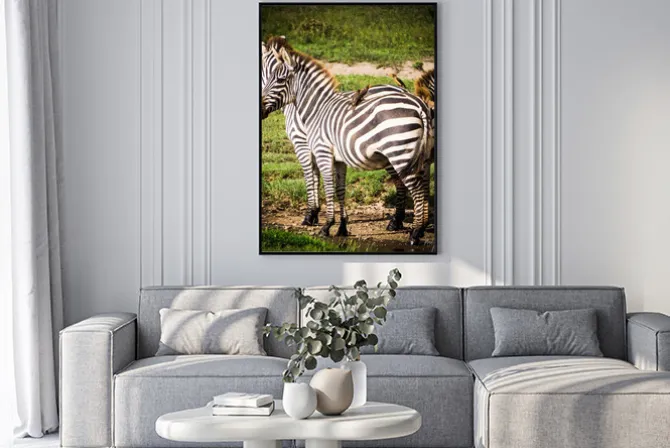 Plakat: Oxpeckers ptaki otrzymują pożywienie jeść wszy na afrykańskie