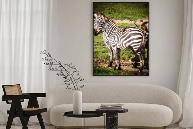 Plakat: Oxpeckers ptaki otrzymują pożywienie jeść wszy na afrykańskie