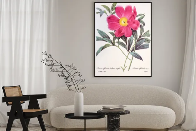 Plakat: Paeonia officinalis / pivoine officinale