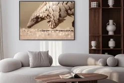 Plakat: Pangolin poszukiwaniu mrówek