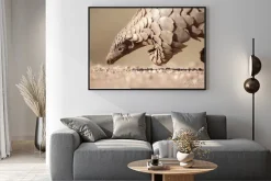 Plakat: Pangolin poszukiwaniu mrówek