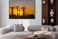 Plakat: Panorama widok na zachód słońca nad baobab alei