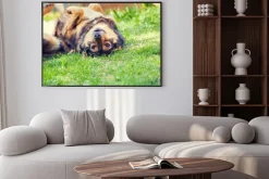 Plakat: Pies leży na plecach na trawie