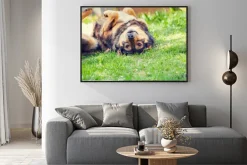 Plakat: Pies leży na plecach na trawie