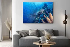 Plakat: Podwodne rafy koralowej