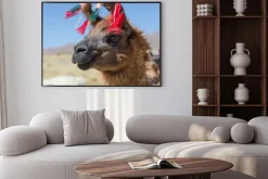 Plakat: Portret alpaca