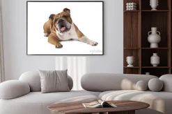 Plakat: Portret buldog angielski na białym tle