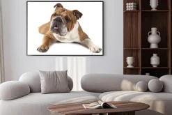 Plakat: Portret czystej krwi buldog angielski na białym tle