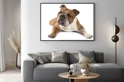 Plakat: Portret czystej krwi buldog angielski na białym tle