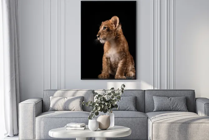 Plakat: Portret małego lwa na czarnym tle