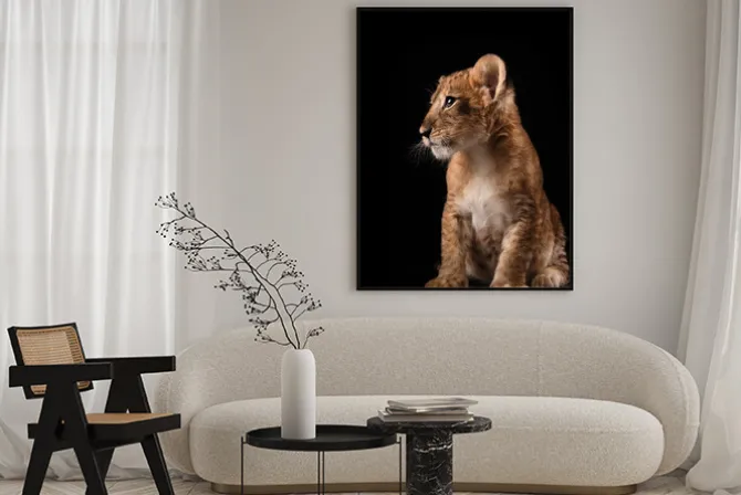 Plakat: Portret małego lwa na czarnym tle