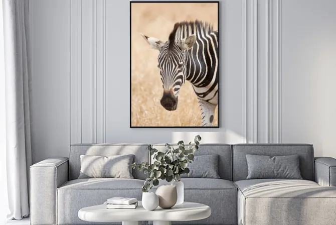 Plakat: Portret zebra, kruger park, republika południowej afryki
