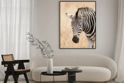 Plakat: Portret zebra, kruger park, republika południowej afryki