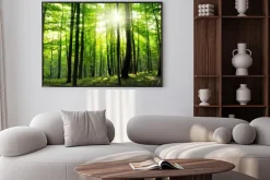 Plakat: Promienie słońca w gęstym lesie latem