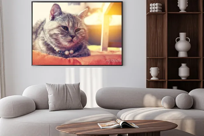 Plakat: Rano słońce światło na kota z rozmycia i wybierz ostrości tle