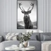 Plakat: Renifer z porożem