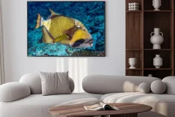 Plakat: Rogatnica zielonkawa w malediwy