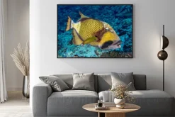 Plakat: Rogatnica zielonkawa w malediwy