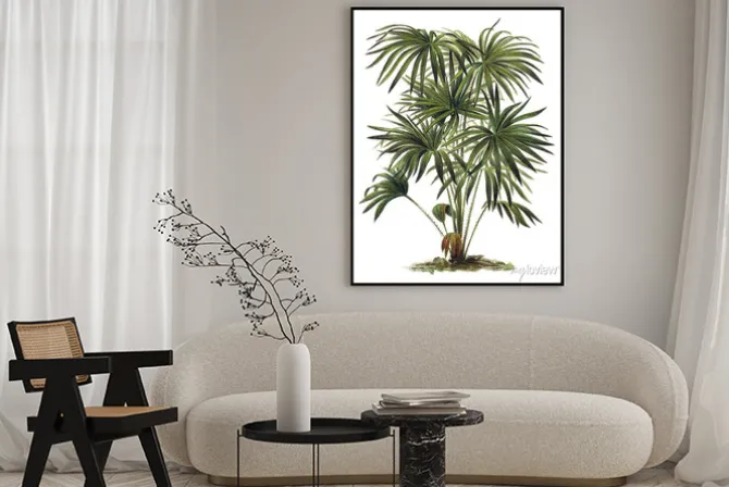 Plakat: Roślin - livistona (corypha) australis - drzewa kapusta palm
