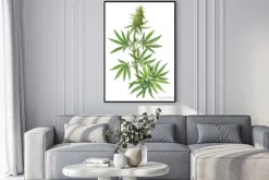 Plakat: Roślina konopi w stylu botanicznym