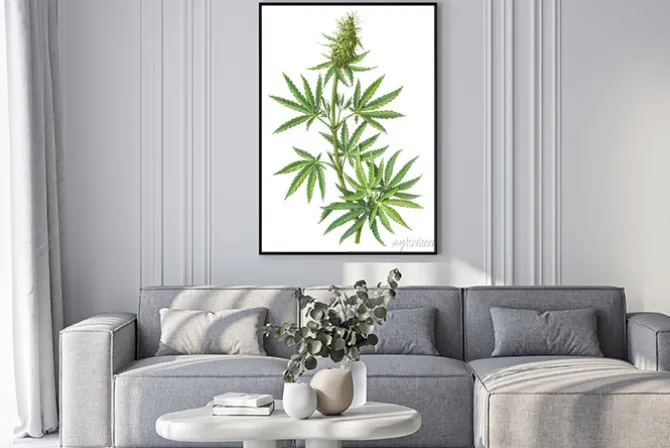 Plakat: Roślina konopi w stylu botanicznym