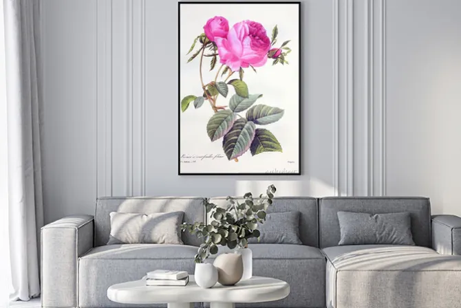 Plakat: Rosa centifolia / rose centfeuilles foliacé