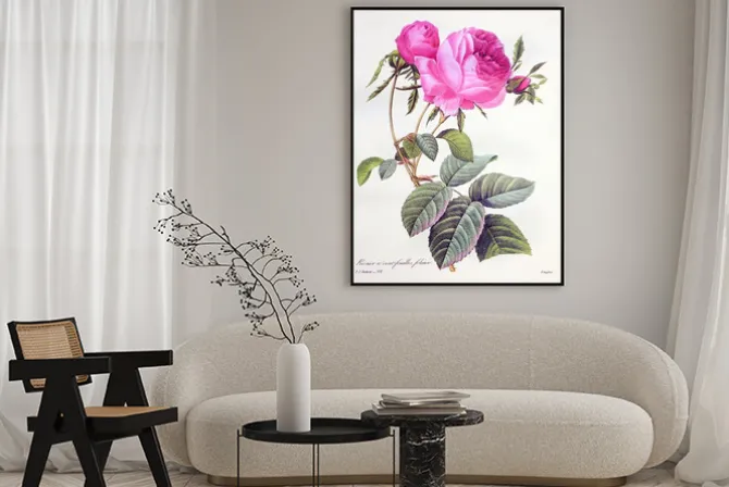 Plakat: Rosa centifolia / rose centfeuilles foliacé