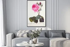 Plakat: Rosa centifolia bullata / rose à feuilles de laitue