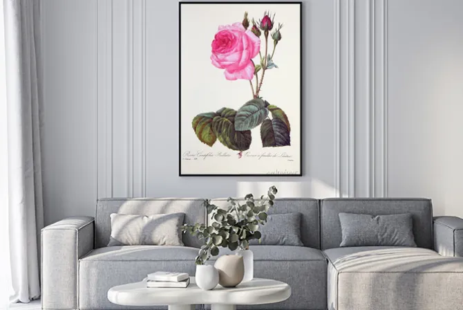 Plakat: Rosa centifolia bullata / rose à feuilles de laitue
