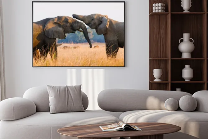 Plakat: Słonie bawiące się na sawannie