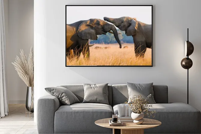 Plakat: Słonie bawiące się na sawannie