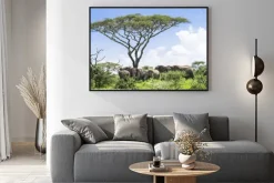 Plakat: Słoniątka dogania swojego stada słoni stojących pod akacji na