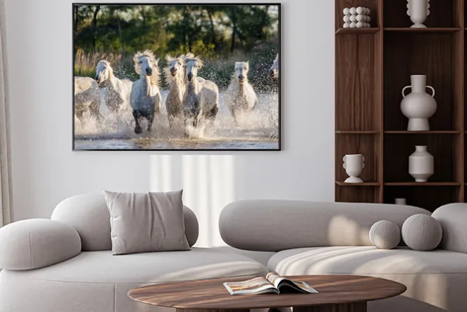 Plakat: Stado białych koni w rzece