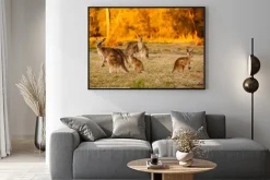 Plakat: Stado kangurów w półmroku